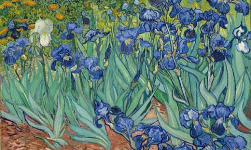 Bí ẩn quanh các bức Hoa Diên Vĩ (Irises), lẫy lừng của Van Gogh.